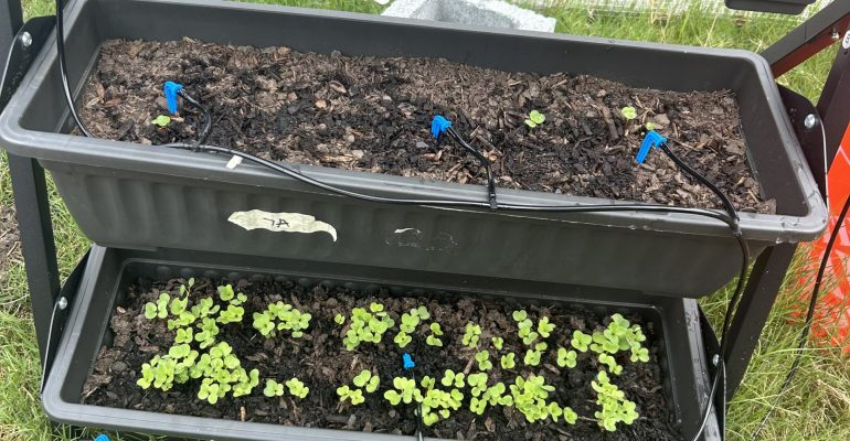 AP Bio and AP Stats Combine Forces for Plant Species Project